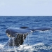 whale_humpback_h_00057_dom2078.jpg